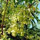 Maple seedlings