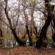 Alder seedlings