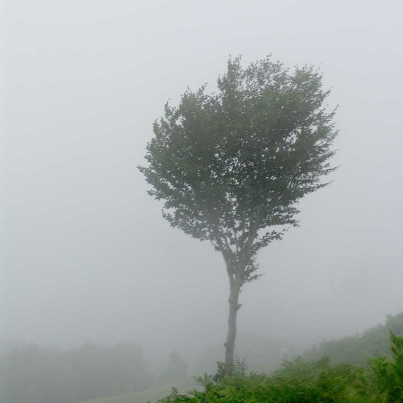 درخت بلوط
