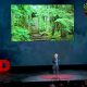 How trees talk to each other | Suzanne Simard